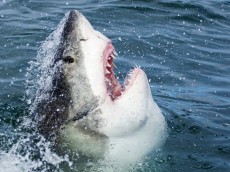White shark diving (8)